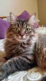 Lost Cat