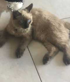 Lost Cat