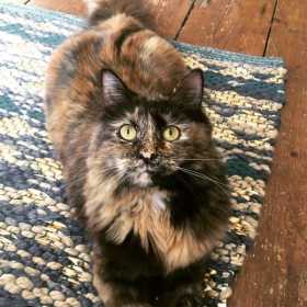 Lost Cat