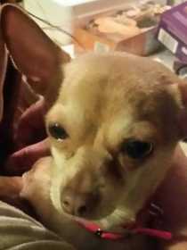 Lost Dog