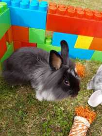 Lost Rabbit