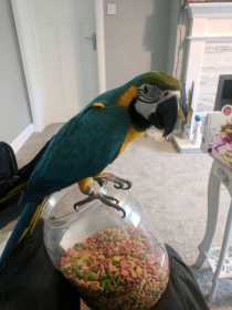 Lost Macaw