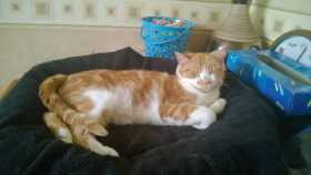 Lost Cat