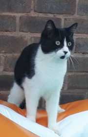 Lost Cat