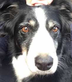 Lost Dog