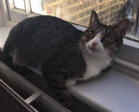 Lost Cat