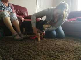 Lost Dog