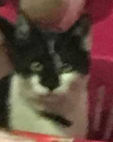 Lost Cat