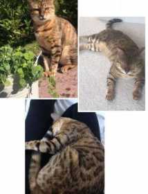 Lost Cat