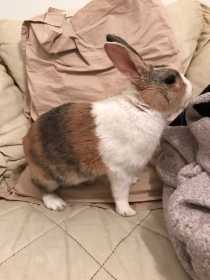Lost Rabbit