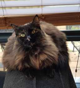 Lost Cat
