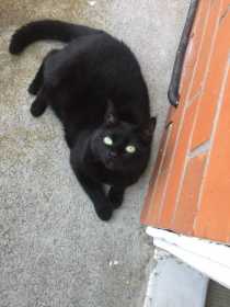 Lost Cat