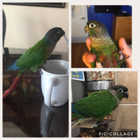 Lost Conure