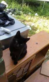 Lost Cat