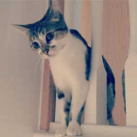 Lost Cat