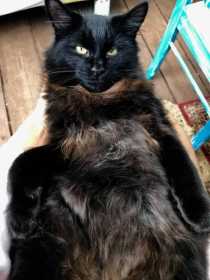 Lost Cat