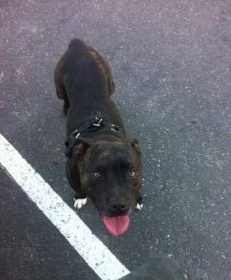 Lost Dog
