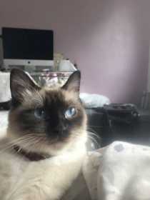 Lost Cat