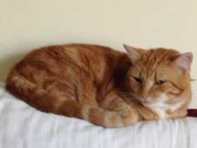 Lost Cat