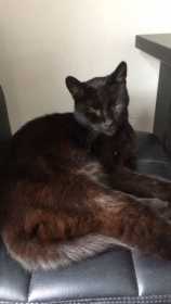 Lost Cat