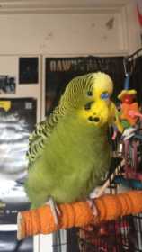 Lost Budgerigar