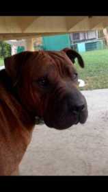 Lost Dog