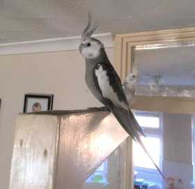 Lost Cockatiel