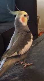 Lost Cockatiel