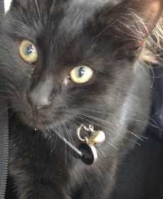 Lost Cat