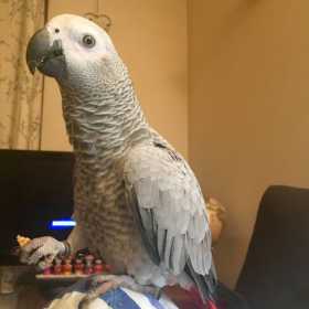 Lost African Grey