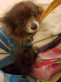 Lost Dog