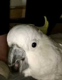 Lost Cockatoo