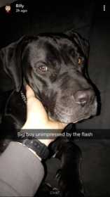 Lost Dog