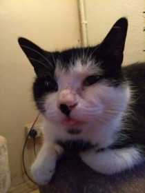 Lost Cat