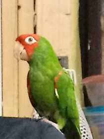 Lost Conure