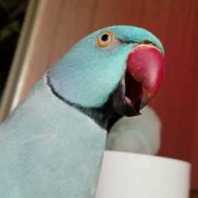 Lost Indian Ringneck Parakeet