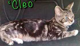 Lost Cat