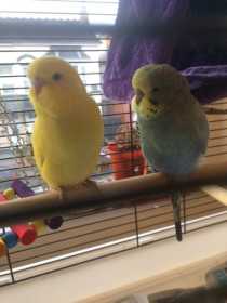 Lost Budgerigar