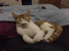 Lost Cat