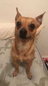 Lost Dog