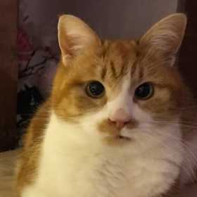 Lost Cat