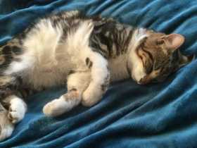 Lost Cat