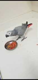 Lost African Grey
