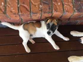 Lost Dog