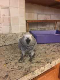 Lost African Grey