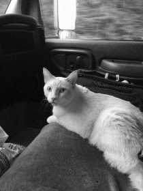 Lost Cat