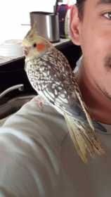 Lost Cockatiel