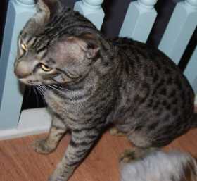 Lost Cat