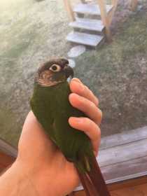Lost Conure