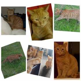 Lost Cat